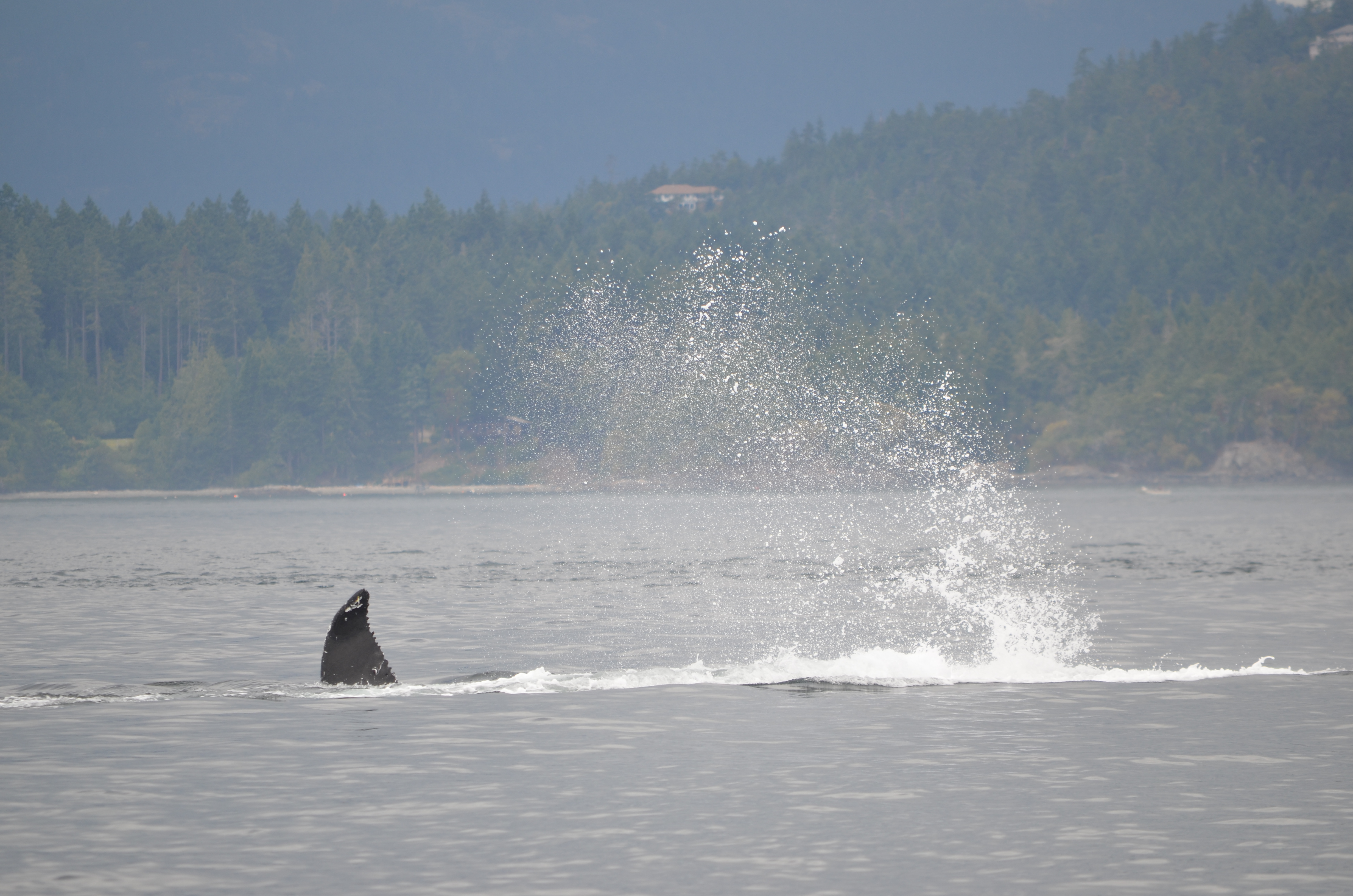photos/wildlife/Mammal_Species/Humpback Whale/DSC_0214.JPG